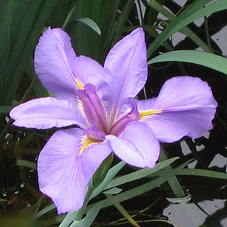 iris ensata rose queen